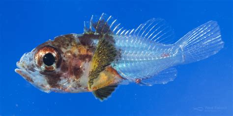 Kellogg's Scorpionfish Culture - Fish Culture Research