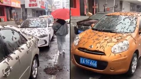 'Worm rain' falls from sky in China leaving people baffled