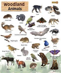 Woodland Animals: List and Facts with Pictures