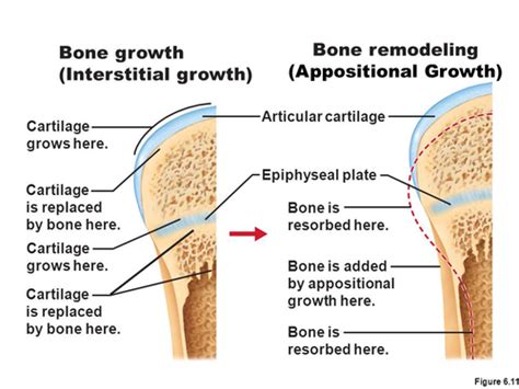 anatomy 1 - quiz 7 Flashcards | Quizlet