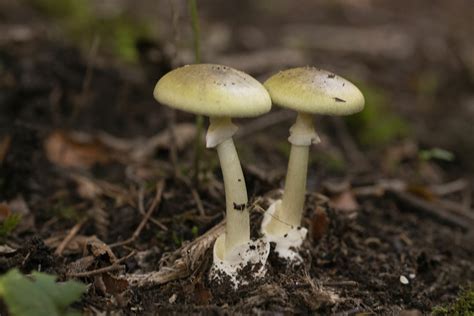 Amanita phalloides | JuzaPhoto