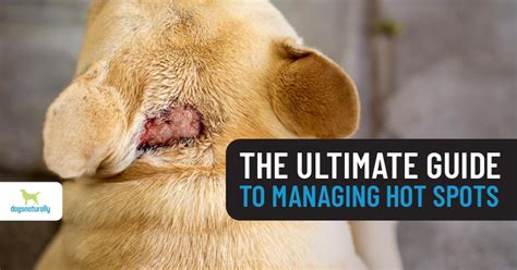 Hot Spots On Dogs: The Ultimate Guide | Dogs Naturally