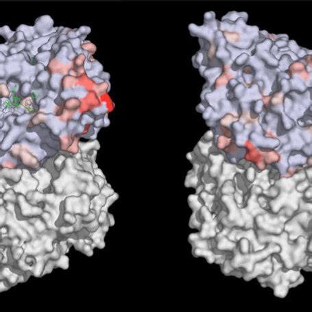 (PDF) Determination of the optimal tubulin isotype target as a method for the development of ...