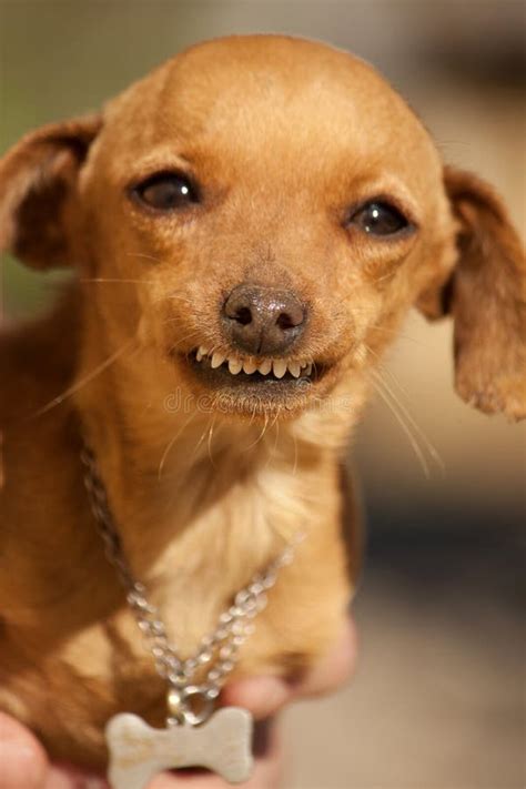 Dog With Weird Smile Stock Photography - Image: 18729892