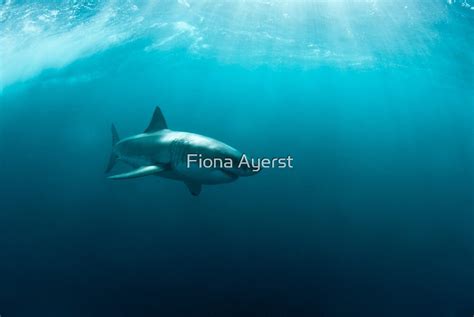 "Side view of a great white shark" by Fiona Ayerst | Redbubble