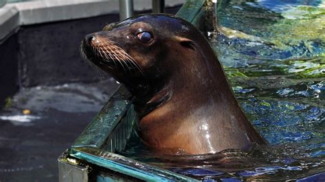 Sea lion escapes zoo pool due to heavy flooding in New York City