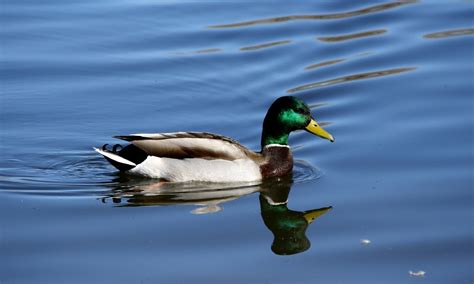 Mallard Duck | HD Wallpapers (High Definition) | Free Background