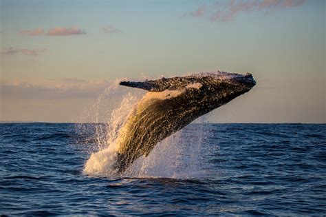 Humpback Whale Breaching At Sunset Stock Photo - Download Image Now ...