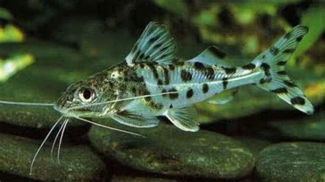 Pictus Catfish (Pimelodus pictus) | Tropical Fish Keeping