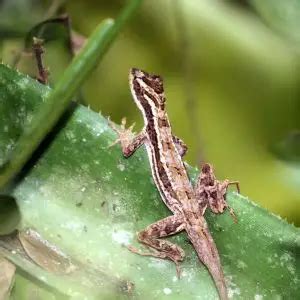 Brown Anole - Facts, Diet, Habitat & Pictures on Animalia.bio