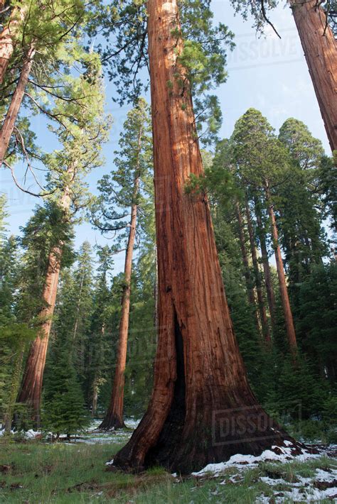 Giant redwood trees, Sequoia and Kings Canyon National Parks, California, USA - Stock Photo ...