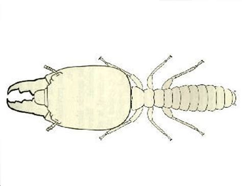 Pest Control Guide: Dampwood Termites (family hodotermitidae)