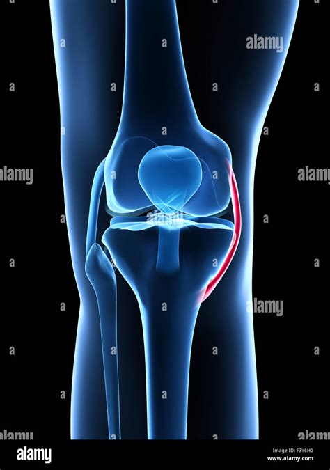 Anatomy Of The Knee 3d