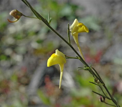 Flower Gallery :: Scrophulariaceae :: NIKB3582