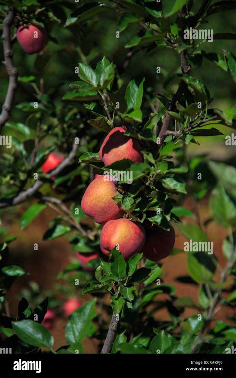 India apple tree hi-res stock photography and images - Alamy