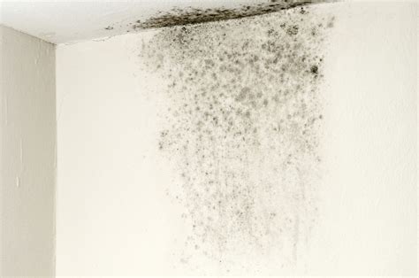 Is this toxic black mould | Thomas Consultants