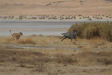 Ben There Seen That: Lion Chasing Zebra