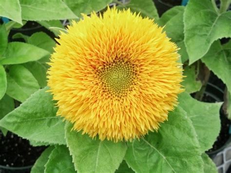 Sunflower 'Teddy Bear' Seeds (Certified Organic) | Garden Hoard – Certified Organic Heirloom ...