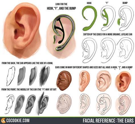 Facial Reference: The Ears by CGCookie on DeviantArt