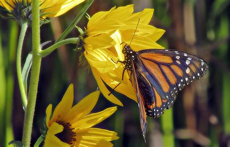 California monarch | Monarch butterfly on California sunflow… | Flickr