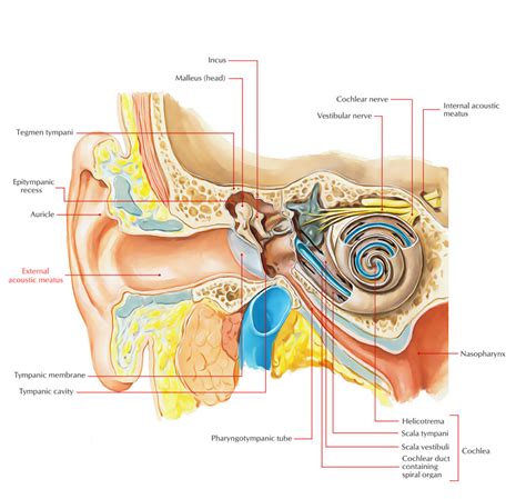 External Auditory Meatus/Acoustic Meatus – Earth's Lab