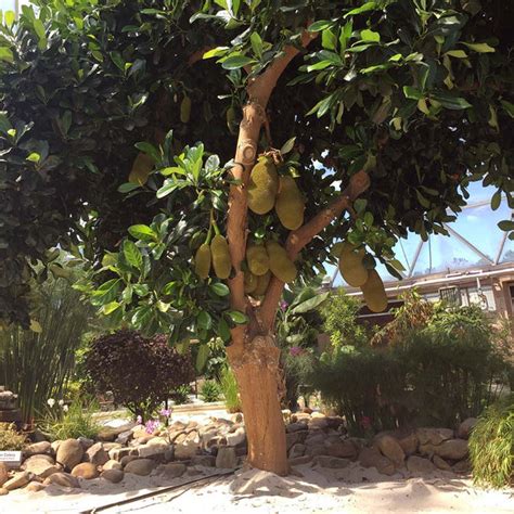 Jackfruit Trees for Sale | BrighterBlooms.com