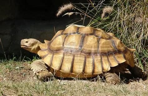 African Spurred Tortoise Facts | Anatomy, Diet, Habitat, Behavior - Animals Time