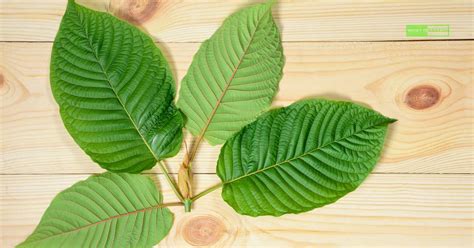 How Much Kratom Causes Liver Damage? 2024