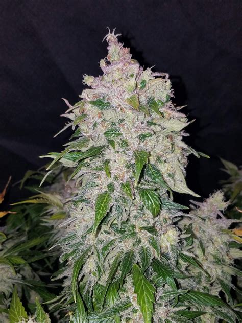 Stardawg Auto Cannabis Seeds | Fast Buds