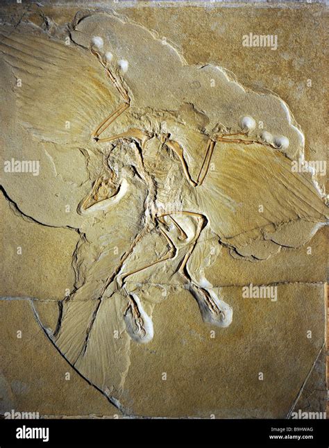 Archaeopteryx fossil (Archaeopteryx lithographica), the most well Stock Photo: 23135352 - Alamy