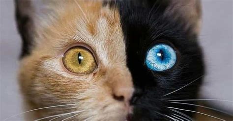 16 Gorgeous Chimera Animals (Photos)