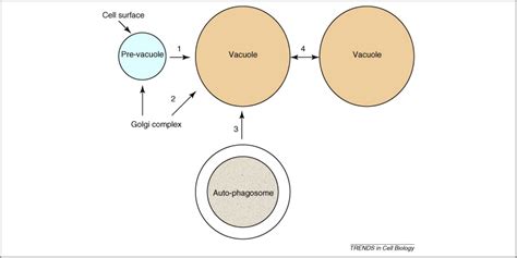 Yeast vacuoles: more than a model lysosome: Trends in Cell Biology