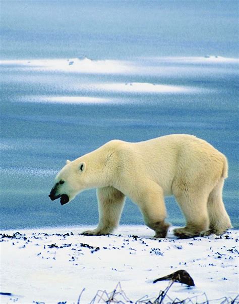 Polar Bears are one of the most ferocious predators in the world ...