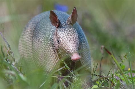 Nine-Banded Armadillo | Sean Crane Photography