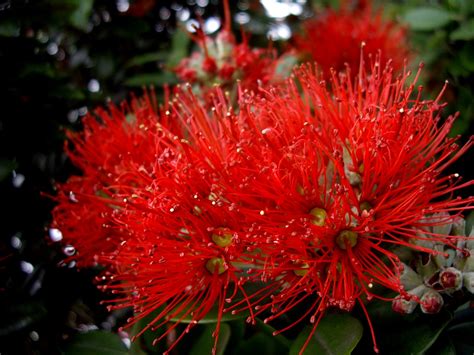 Beautiful World: Pohutukawa flower