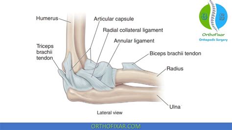 Arcuate Ligament Elbow