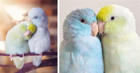 Charming Photos Capture the Loving Bond Between Pastel-Colored ...