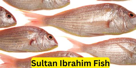 Sultan Ibrahim Fish: A Colorful Delight in the Sea - BBC Blog UAE