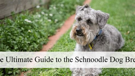 Schnoodle Haircuts: Grooming Tips And Popular Hairstyles, 59% OFF