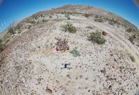 Borrego Springs Wildflowers