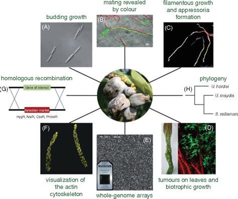 Figure 2 from The Top 10 fungal pathogens in molecular plant pathology ...