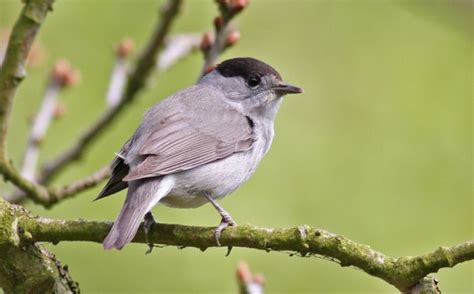 Eurasian Blackcap - BirdForum Opus | BirdForum