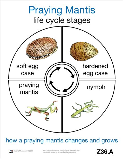 Montessori Materials: Life Cycle of a Praying Mantis Cards