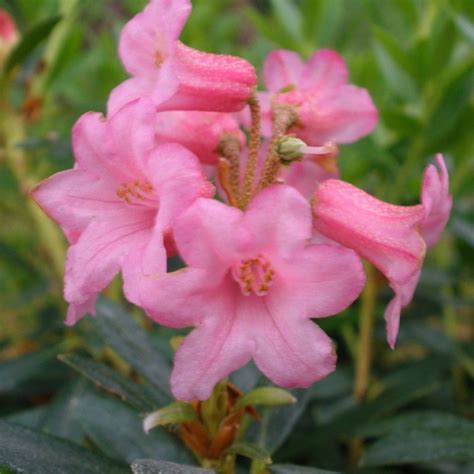 ferrugineum Dwarf Rhododendron - Buy Rhododendron ferrugineum online ...