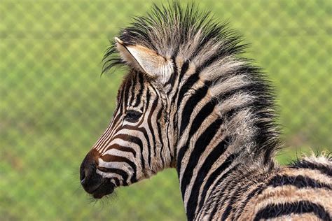 Flora the zebra foal is 50th at Cotswold Wildlife Park