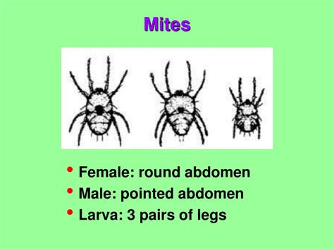 PPT - Mites: Identification and management PowerPoint Presentation - ID ...