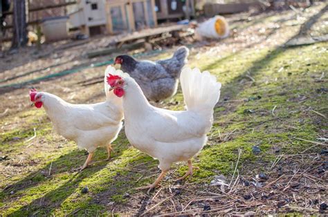 Selecting the Best Chicken Breeds for Your Homestead - Murray McMurray Hatchery Blog