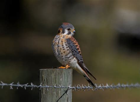 How to Identify Birds: Hawk Migration is Starting — Basics of Birding