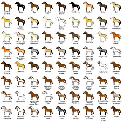 84 best Horse's Color's Breeds and Conformation images on Pinterest ...