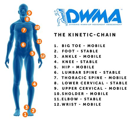 The Kinetic Chain & Human Movement - Critical Reload